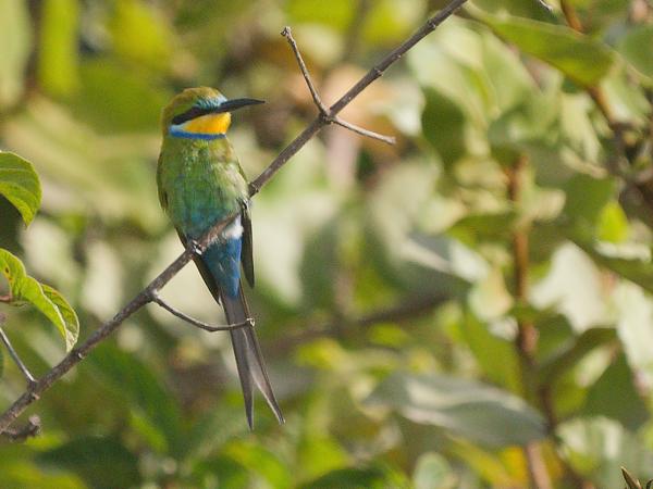 <h3><a href="/trips/gambia/biota/animalia/chordata/aves/037 coraciiformes/006 meropidae/merops hirundineus/merops hirundineus-en.html">Merops&nbsp;hirundineus</a> / Swallow‑tailed&nbsp;bee‑eater / Zwaluwstaartbijeneter</h3>OM-1 Mark II with OLYMPUS M.150-400mm F4.5, 1/2000 sec at F4.5, ISO 800, distance 25.9&nbsp;m